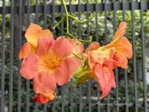 ノウゼンカズラ（凌霄花）