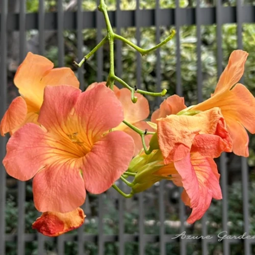 ノウゼンカズラ（凌霄花）