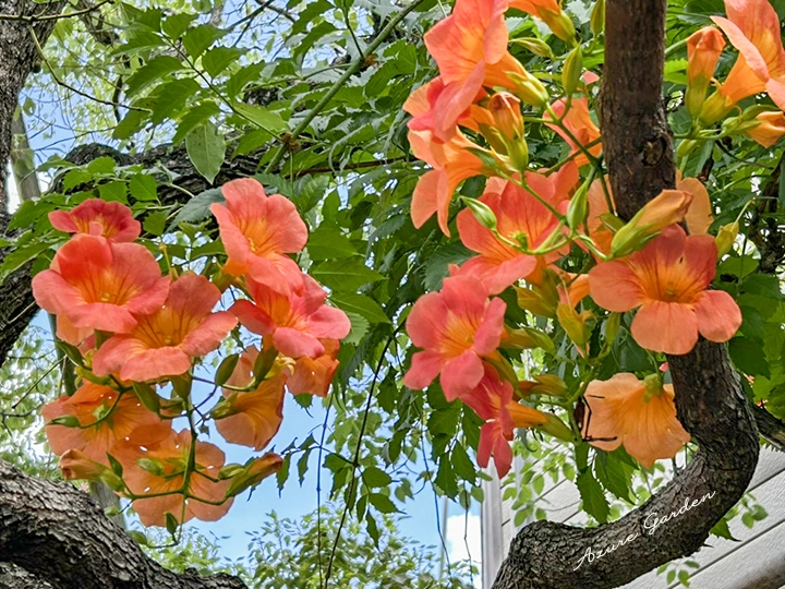 ノウゼンカズラ（凌霄花）