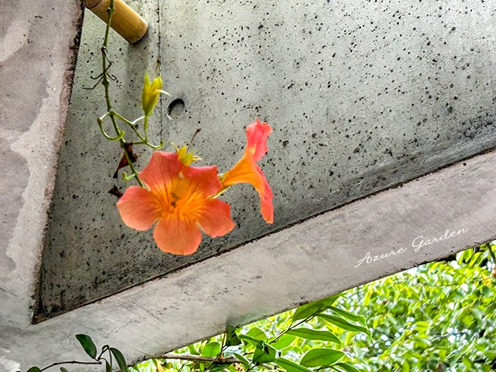 ノウゼンカズラ - 夏の光の中で咲く橙色の花