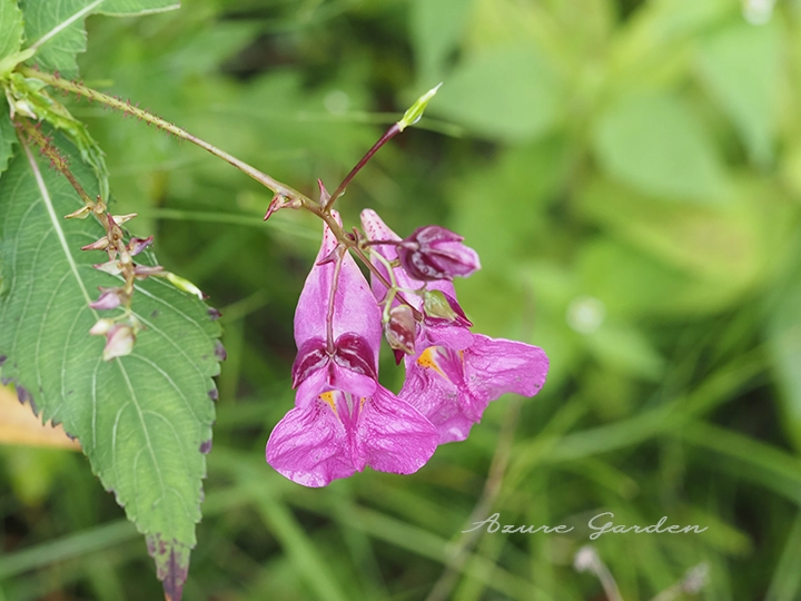 ツリフネソウ(釣船草)