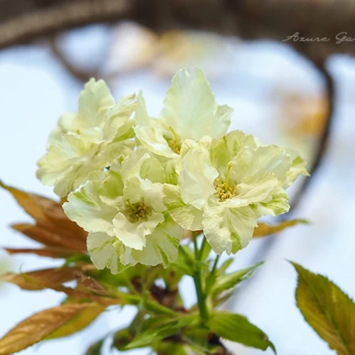 ウコン（鬱金桜）- Ukon Cherry