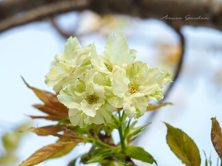 ウワミズザクラ（上溝桜）｜晩春に咲く桜の仲間 – Azure Garden