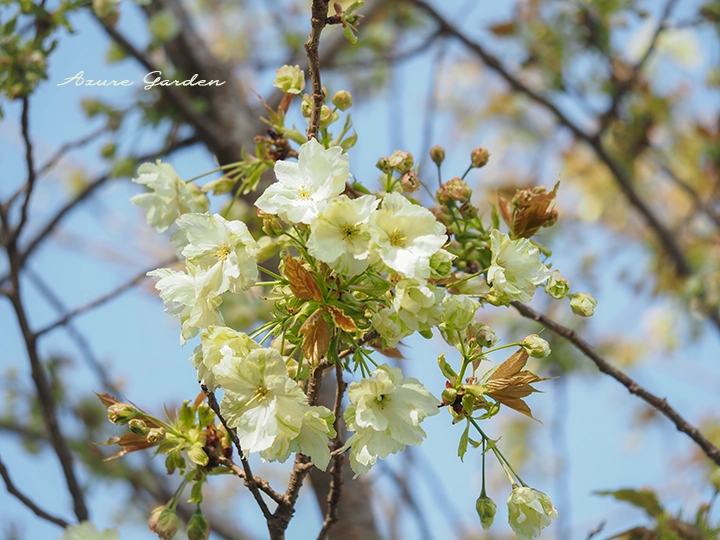 大ぶりの花をつけるウコン