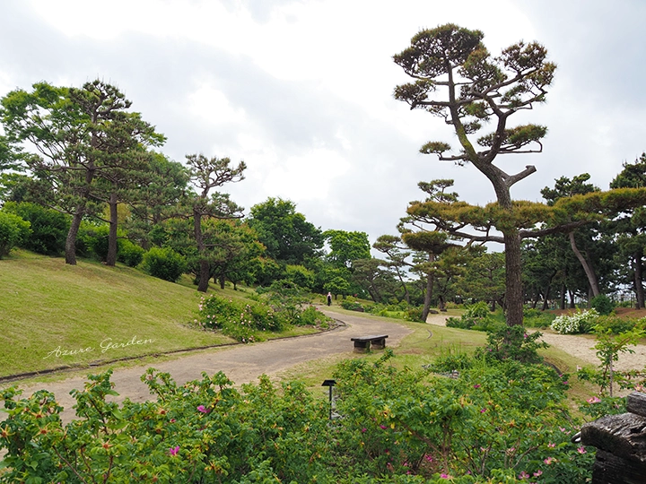浜寺公園 ばら庭園の海辺の景