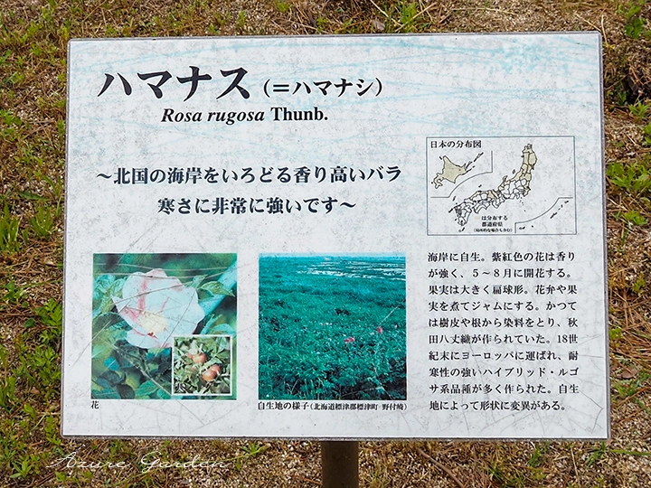 海岸沿いに咲くハマナスを中心に様々な園芸品種が見られるエリアです。