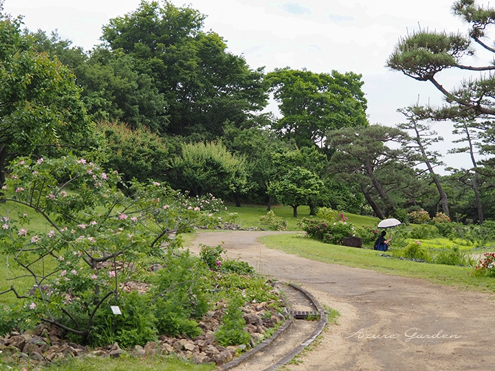 浜寺公園 ばら庭園の海辺の景