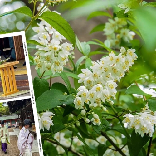 住吉大社の卯之葉神事