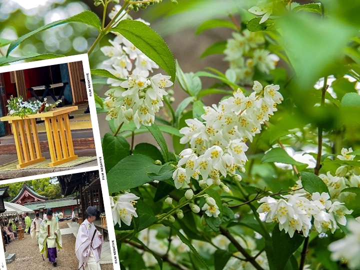 住吉大社の卯之葉神事