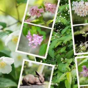 住吉大社の卯の花苑を訪ねて 〜開花状況とウツギの花々を写真でご紹介〜