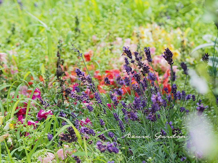 街エリアに咲くラベンダーやトレニア