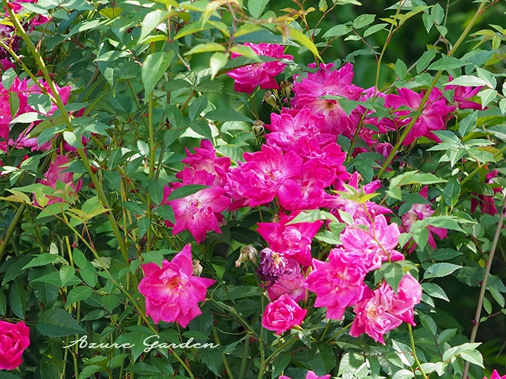 靱公園の野生バラ