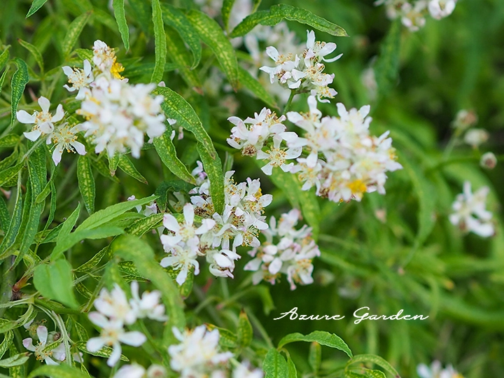 靱公園のショウノスケバラ