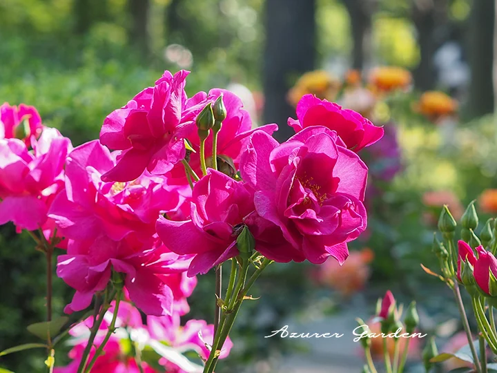 靱公園に咲くバラ