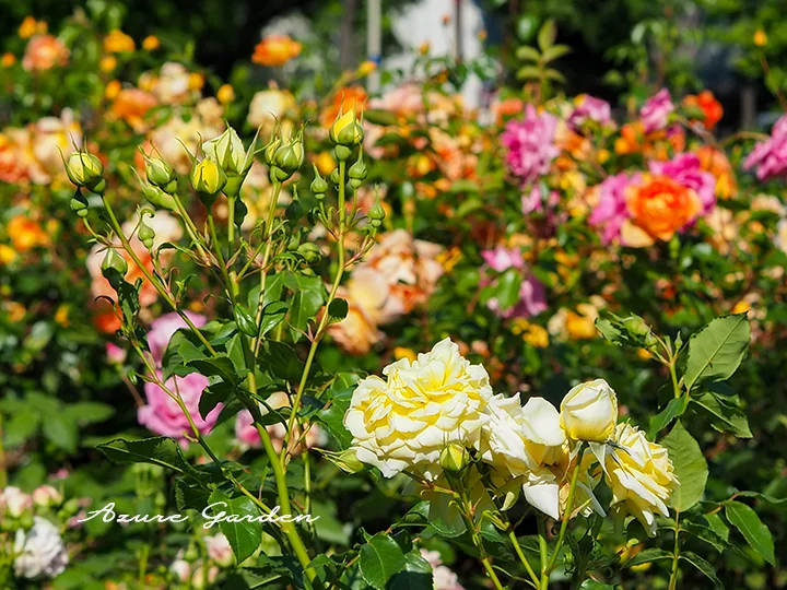 靱公園に咲くバラ