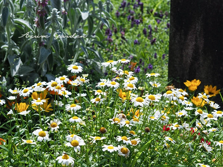 カモミールやラムズイヤー