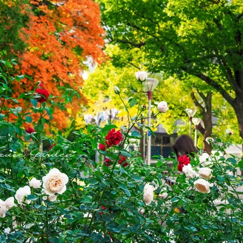 秋の靱公園のバラ園