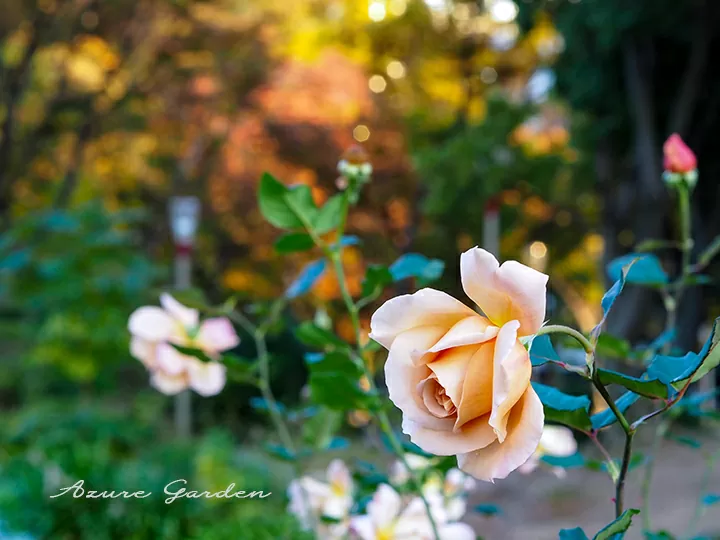 紅葉に包まれる園内