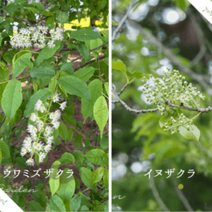 遅咲きの桜の仲間｜ウワミズザクラとイヌザクラの見分け方