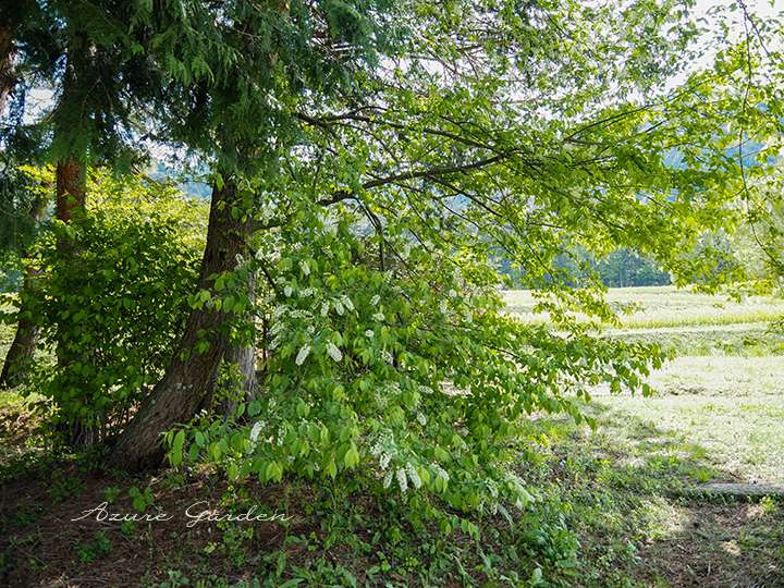 枝を大きく垂らし、目線の高さにも花をつけていたウワミズザクラ