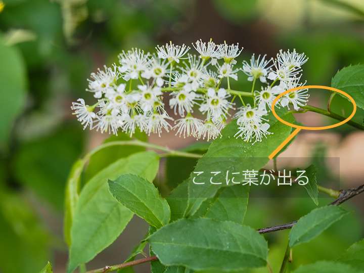ウワミズザクラは花序の基部に葉が出る