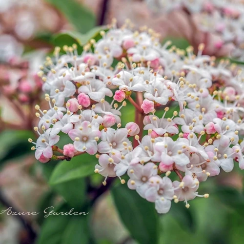 ビバーナム - Viburnum