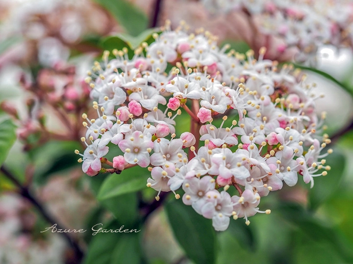 ビバーナム - Viburnum