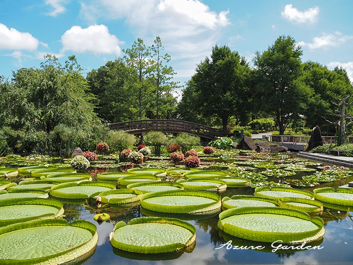 パラグアイオニバス（Santa Cruz water lily）