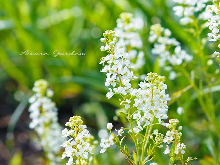 マメグンバイナズナの花