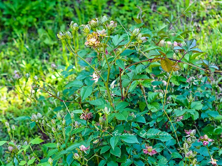 ロサ　キネンシス　ヴィリディフローラ（Rosa chinensis viridiflora）