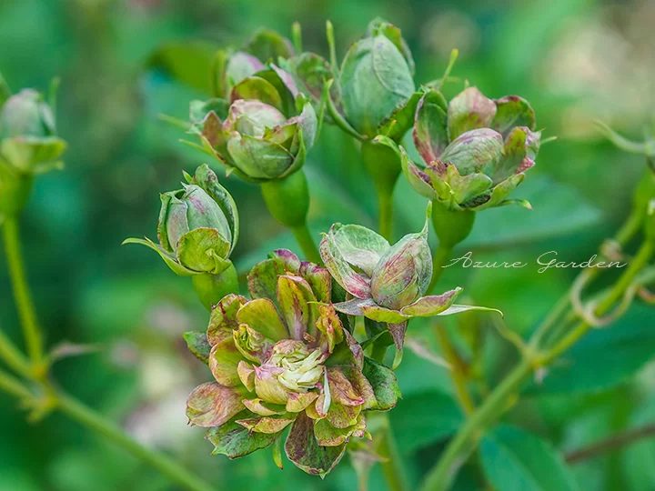 ロサ　キネンシス　ヴィリディフローラ（Rosa chinensis viridiflora）