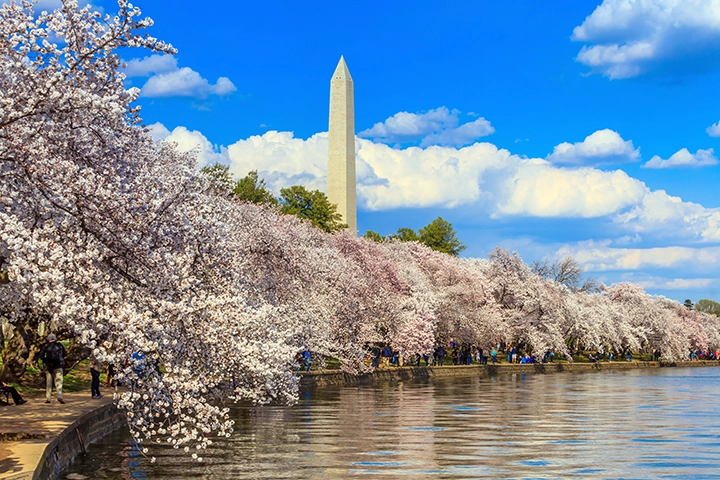 ワシントンDCの桜並木