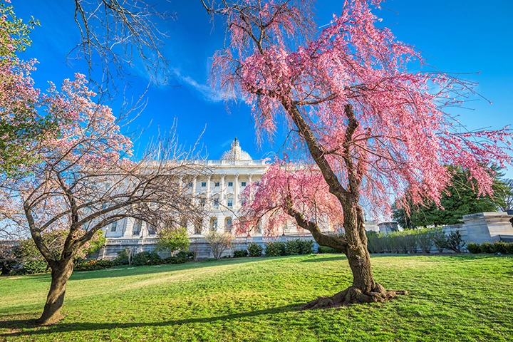 ワシントンD.C.では枝垂れ桜のような桜も見られます