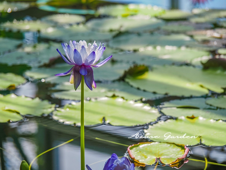 スイレン（睡蓮）- Waterlily