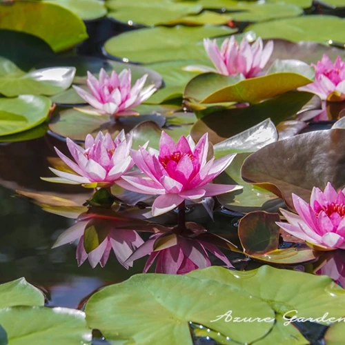 スイレン（睡蓮）- Waterlily