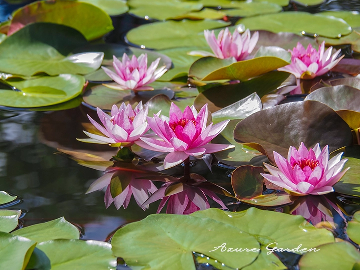 スイレン（睡蓮）- Waterlily