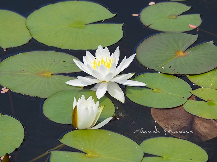 スイレン（睡蓮）- Waterlily