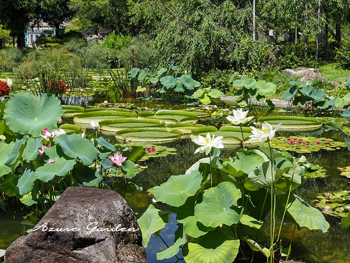 花影の池に見るスイセンやハス