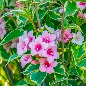 オオベニウツギ（大紅空木）｜色が変わる花と斑入り葉の魅力