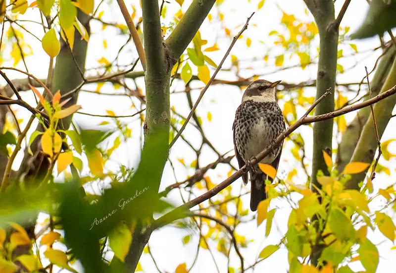 いたずらをして知らんぷりをしているような表情豊かなツグミ（Thrush）