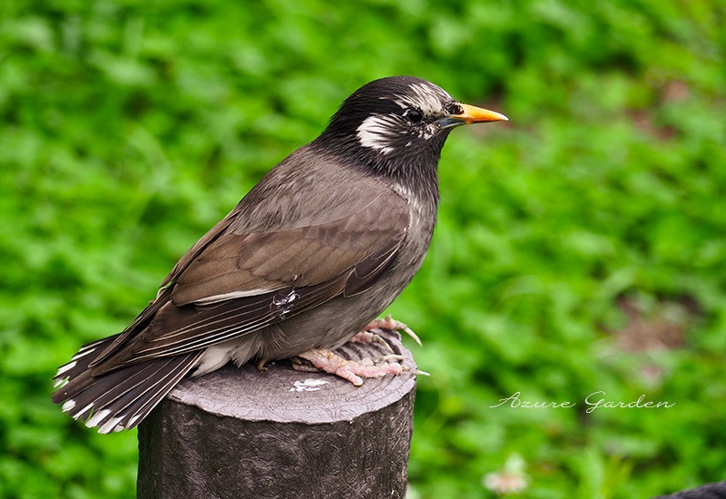 ムクドリ（White-cheeked starling）