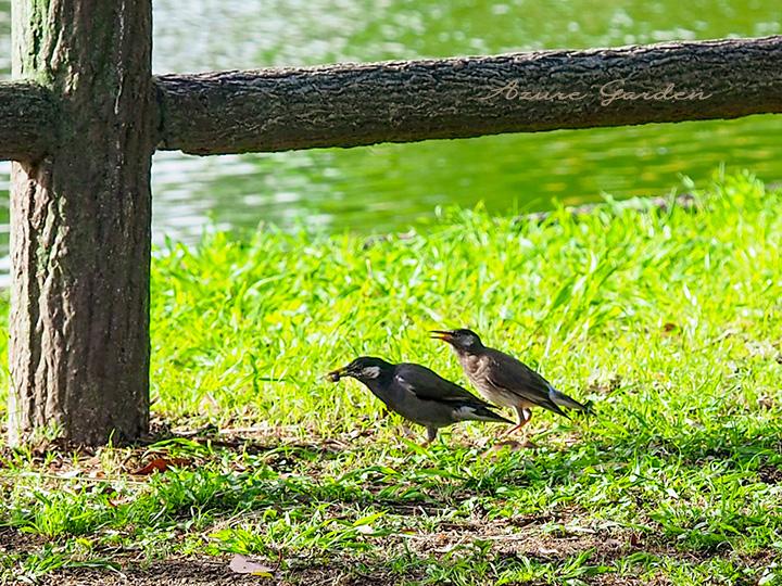 夫婦で仲良く餌探しするムクドリ