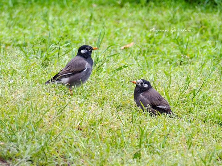 夫婦で仲良く餌探しするムクドリ