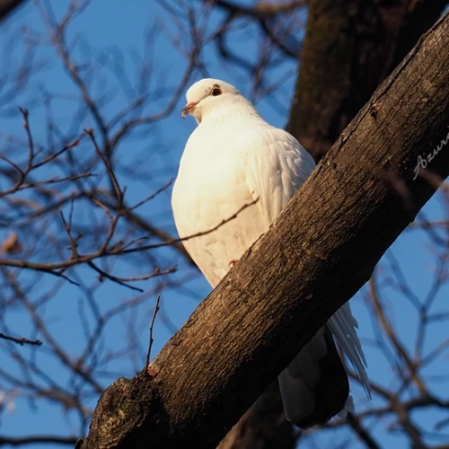 木の上に止まる真っ白なハト（鳩）- white dove