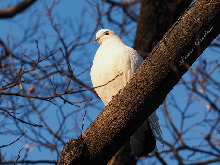 木の上に止まる真っ白なハト（鳩）- white dove
