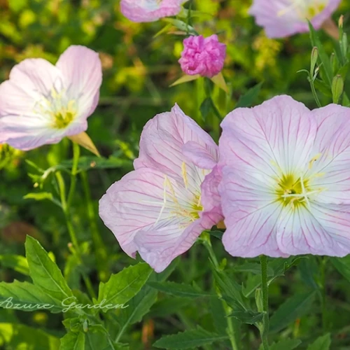 ヒルザキツキミソウ（昼咲月見草）- White Evening Primrose