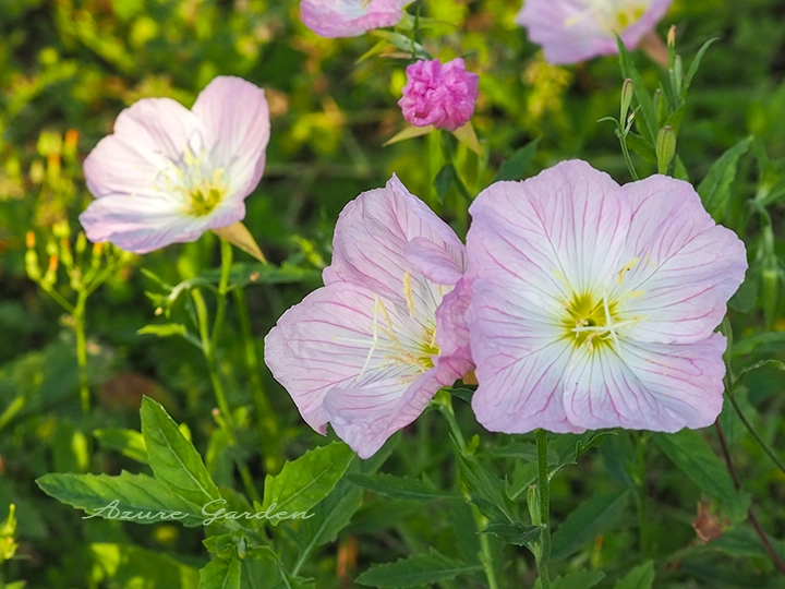 ヒルザキツキミソウ(昼咲月見草)- White Evening Primrose