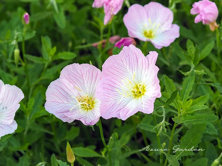やさしい色合いと花脈が美しいヒルザキツキミソウの花