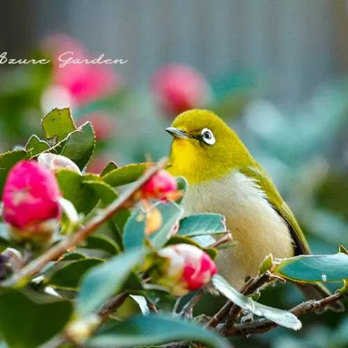 メジロ（White-eye）