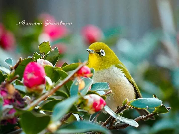 メジロ（White-eye）